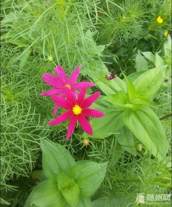 波斯菊.jpg