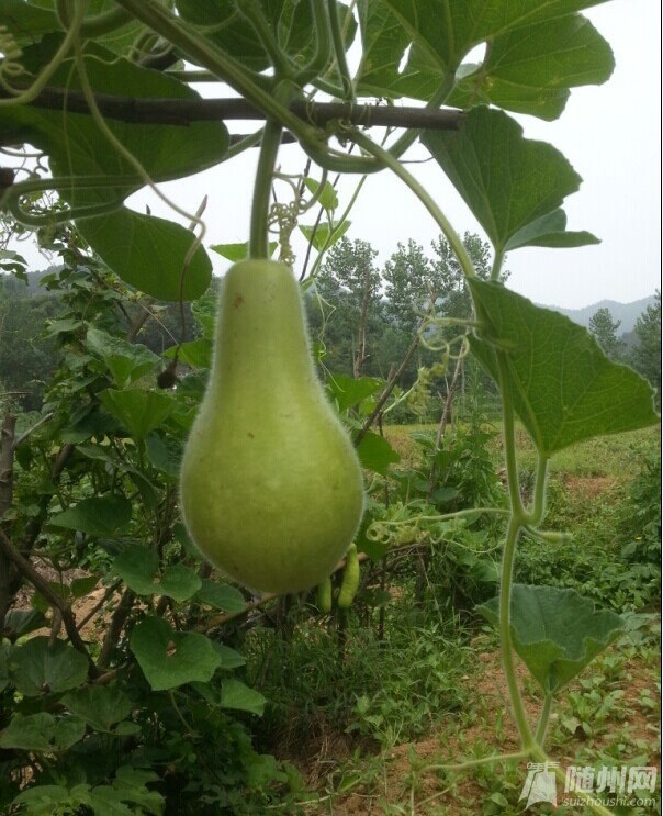 葫蘆.jpg