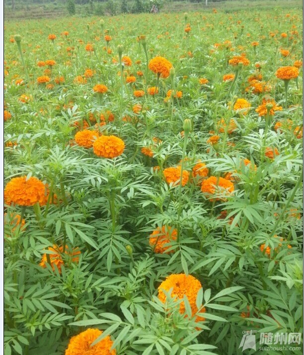 花的海洋.jpg