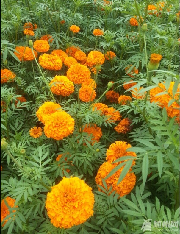 花團錦簇.jpg