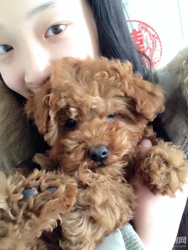 狗1.jpg