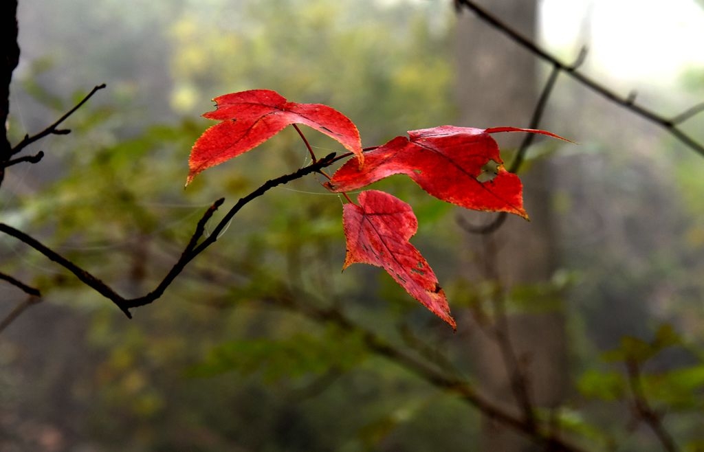 DSC_2016_副本.JPG