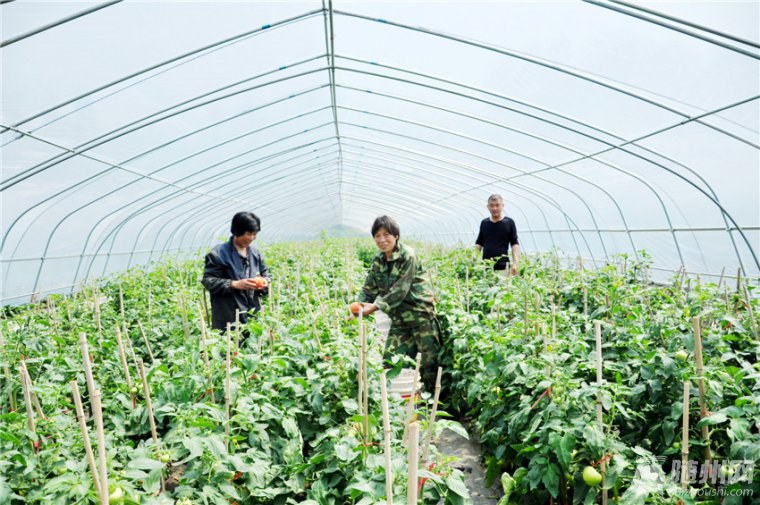 1、安居蔬菜喜獲豐收.jpg