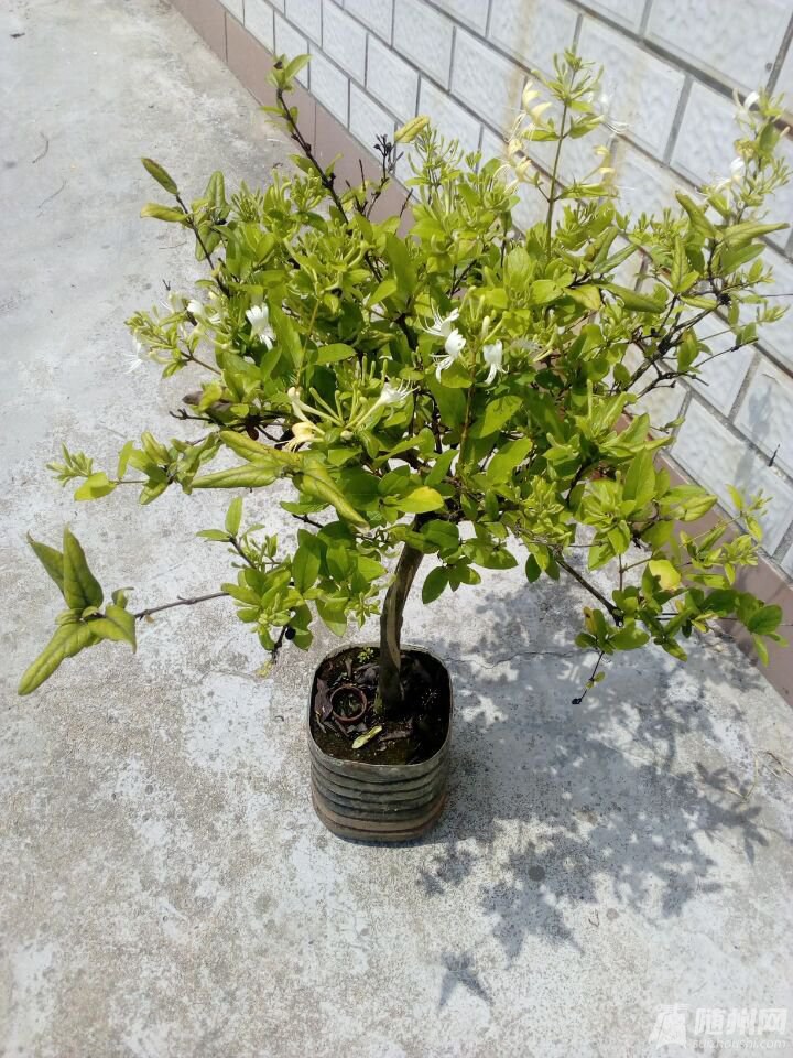 QQ圖片20170505121225.jpg