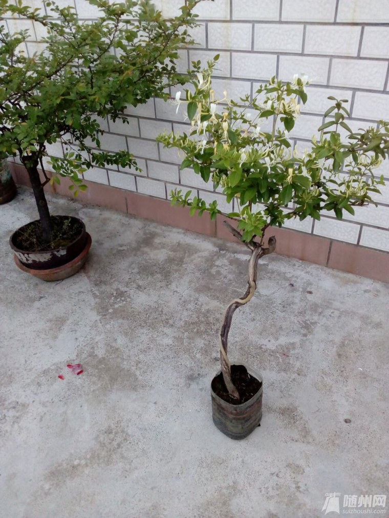 QQ圖片20170505121249.jpg