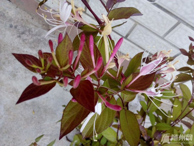 QQ圖片20170505121254.jpg