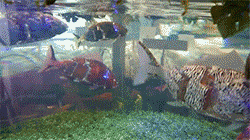 mmexport1498984482820.gif