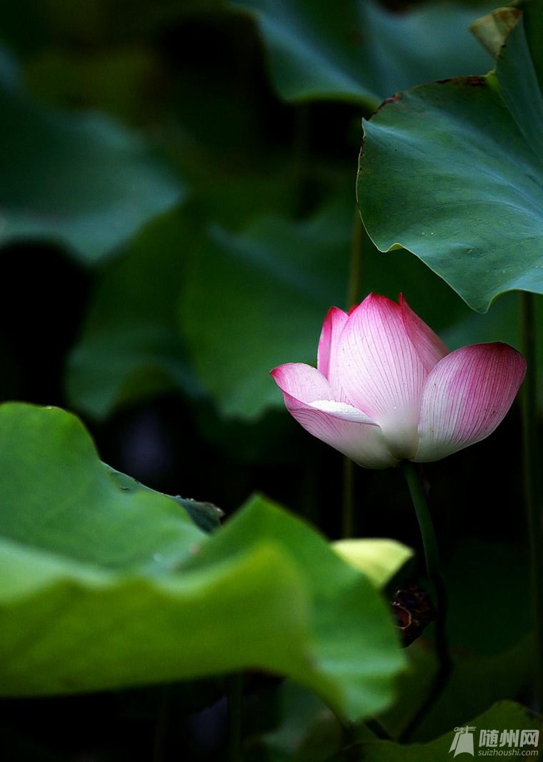 護(hù)花使者